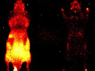 thumbnail - Organismos Bioluminescentes