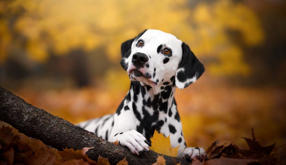 Terapia Células-Tronco